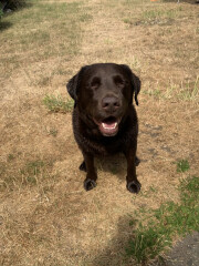 Washing Labrador