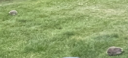 To ask you to please help hedgehogs and other wildlife prepare for winter