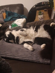 The size of the average male moggie