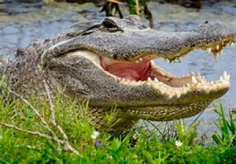 What has broken into our locked food waste caddy?!