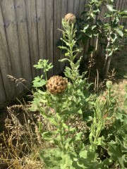 Plant id please!