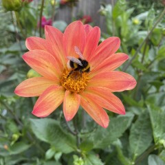 Who’s growing Dahlias this year