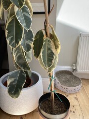 Has my ficus died?