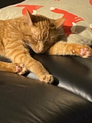 To think Alan could just kill the bloody mouse? 