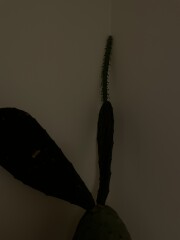 Is my cactus dead or *mostly* dead?