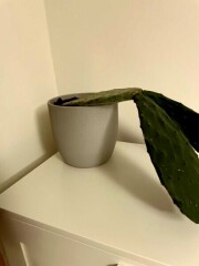 Is my cactus dead or *mostly* dead?