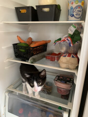 To think Alan could just kill the bloody mouse? 