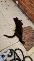 Ugh. Put cat on a diet and now she's "supplementing with extras"