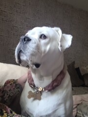 My dog has died - other dog 