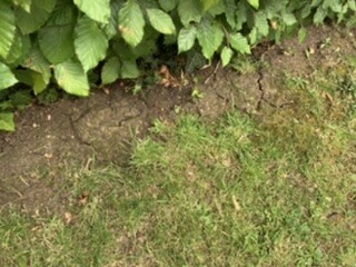 Worried about big cracks in my lawn 