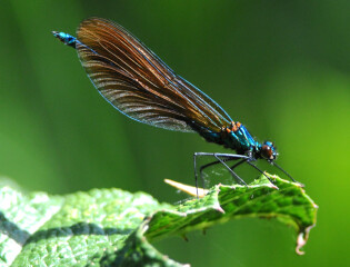 Does anyone else think dragonflies are absolutely disgusting ?