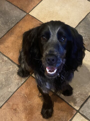 Do different colour cockers really  have different personalities ?