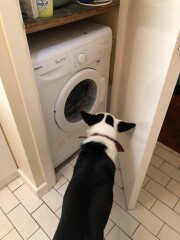 What does your dog do all day?