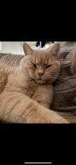 Cats fighting most mornings