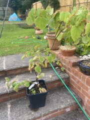 Bargain trees - but can they be saved?!