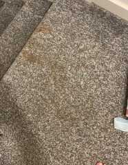 Someone PLEASE help save my carpets