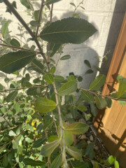 Help me identify this plant please...
