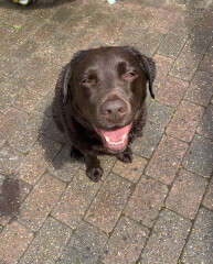 Washing Labrador
