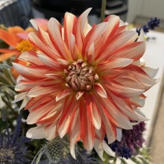 Who’s growing Dahlias this year
