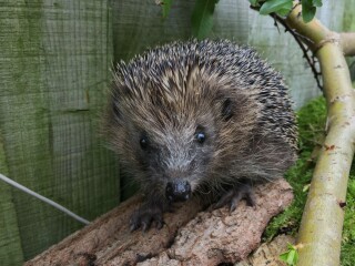 To ask you to please help hedgehogs and other wildlife prepare for winter