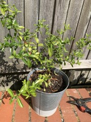 Please help me identify this - random cutting I took!