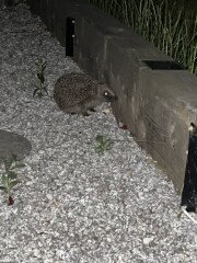 To ask you to please help hedgehogs and other wildlife prepare for winter