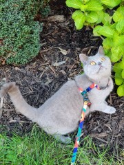 Being oversensitive to my cat?