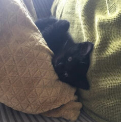 My cat likes to sleep...