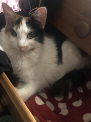 Anyone else’s cat not purr?