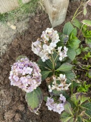 New to Gardening... can this hydrangea be saved?