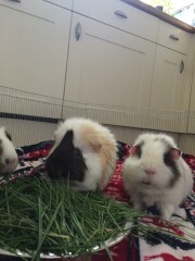 To try to hold the guinea pigs?