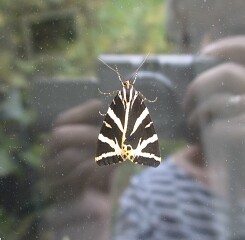 Jersey tiger moth