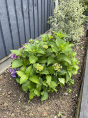New to Gardening... can this hydrangea be saved?