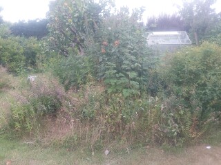 New gardener but with very mature garden