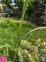 Can anyone use identify this plant? 