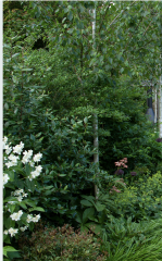 What are these shrubs?
