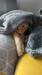 My cat likes to sleep...
