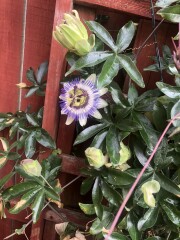 Passionflower