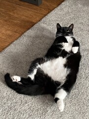 Larry the Cat for Prime Minister.