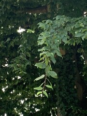 Is this a hornbeam or beech please?