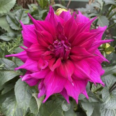 Who’s growing Dahlias this year