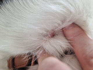 Flea dust or dead tick?