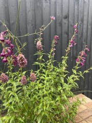 Allium Sphaerocephalon and PensteRaven