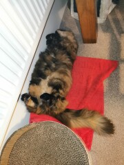 My cat likes to sleep...