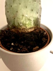 Is my cactus dead or *mostly* dead?