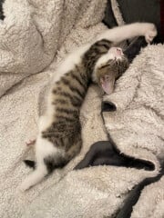 My cat likes to sleep...