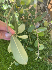 Help me identify this plant please...