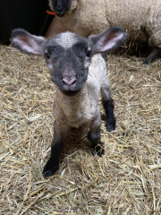 Why do sheep need so much help? 