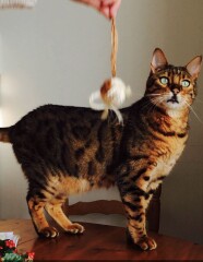 Tell me about Bengal cats