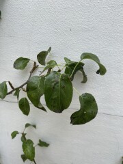 Pear Tree